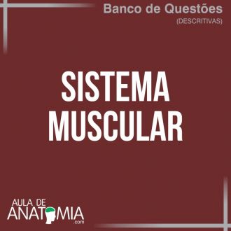 Sistema Muscular