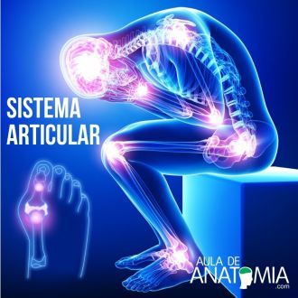 Sistema Articular