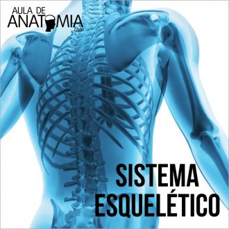 Sistema Esqueltico