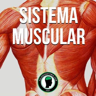 Sistema Muscular