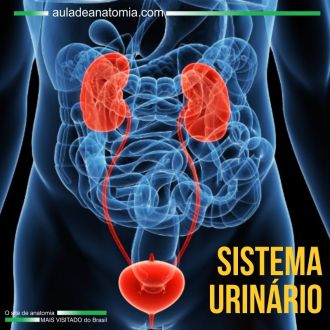 Sistema Urinrio