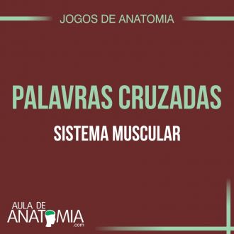 Sistema Muscular