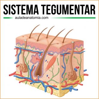 Sistema Tegumentar