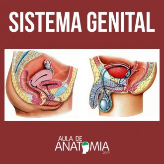 Sistema Genital